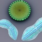 Algele-modificate-genetic-ar-putea-fi-cheia-pentru-celulele-solare-bio-de-maine.jpg